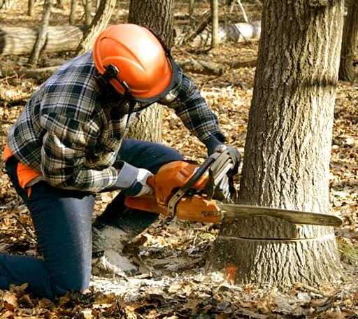 Tree Removal in Datto, AR